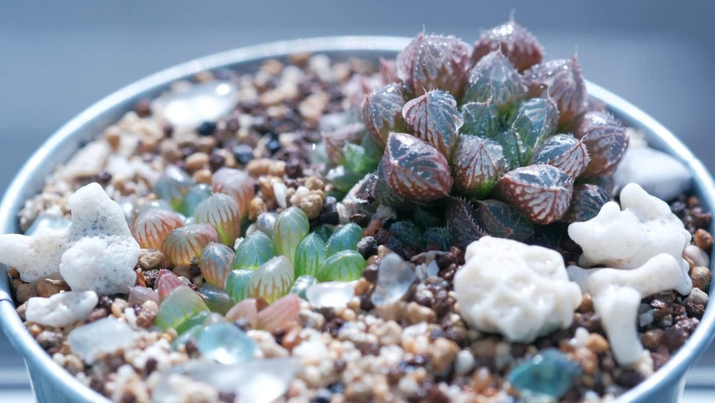 A potted 'Haworthia cooperi' succulent, admired for its rosette-like growth pattern.