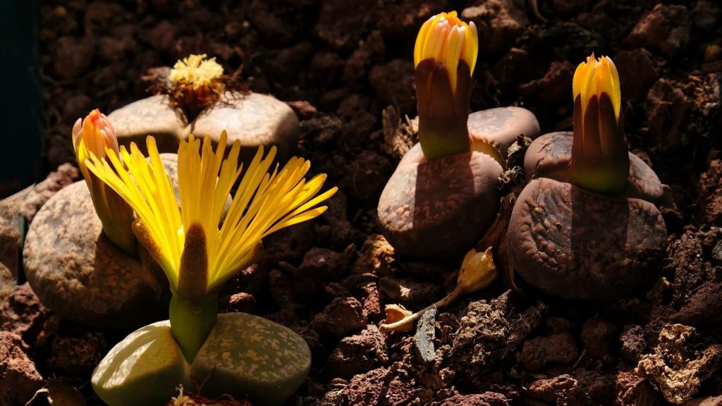 A group of 'Living Stones' (Lithops), succulents resembling small stones, blending into their natural surroundings.