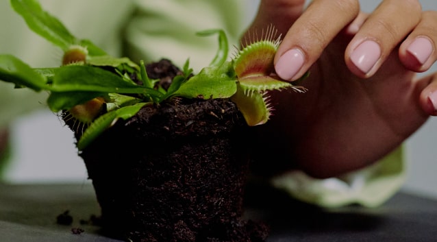 Myths About Carnivorous Plants